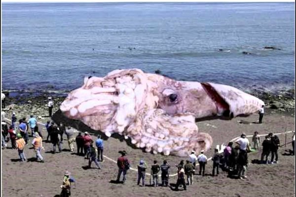 Kraken рынок