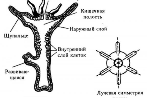 Gidra магазин