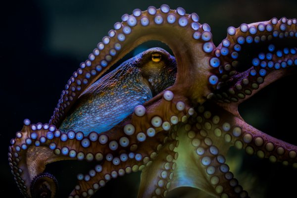 Сайт кракен магазин kraken2 tor2 xyz