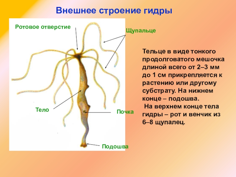 Кракен актуальная ссылка тор